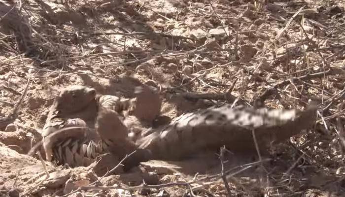 Watch: This adorable pangolin has a good time digging dirt!  