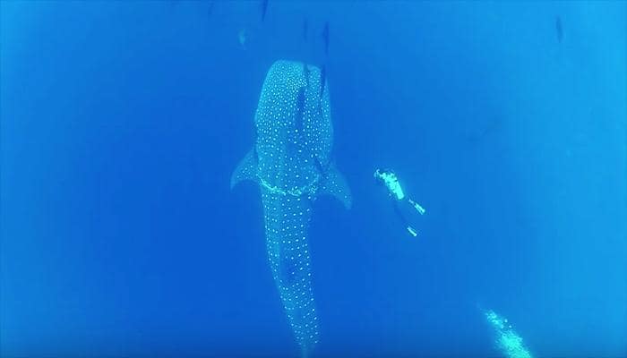 A man encounters a shark – Watch what happens next!