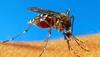 Yellow fever death toll rises to 125 in Angola