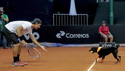 VIDEO: When stray dogs turned up as ball boys in Sao Paolo at Brazil Open