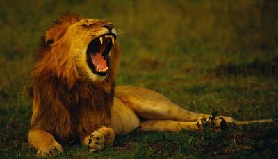 World Wildlife Day: A look at world's five most endangered species!