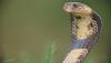 New snake genus, species discovered in Gujarat