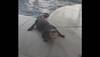 What happened when a Florida family found 9-foot, 300-pound alligator in family's pool – Video