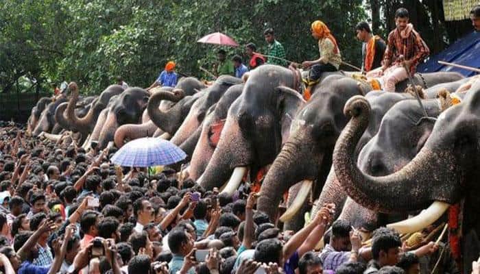 AWBI asks Kerala Forest department to take action on elephant torture