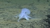 Friendly ghost-like octopod