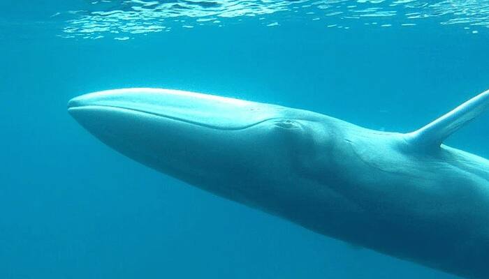 Watch: Footage of rare Omura's whales off Madagascar!