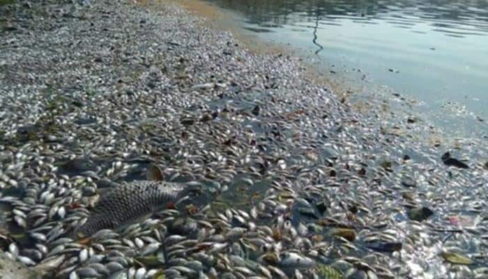Green city&#039;s dirty secret: Thousands of dead fish float in Bengaluru&#039;s Ulsoor lake