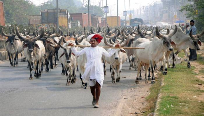 1.75% rural families derive major income from livestock: NSSO