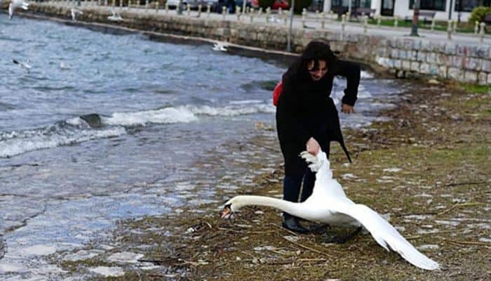 Woman drags swan for selfie, leaves it to die