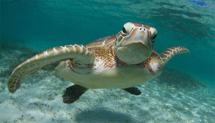 Marine turtles gained from decline of crocodile ancestors