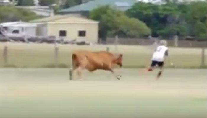 SCARY VIDEO: Angry bull invades pitch, chases junior soccer players!