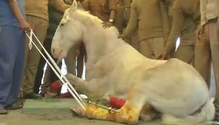 Horse &#039;Shaktimaan&#039;, injured by BJP MLA Ganesh Joshi, operated upon, out of danger