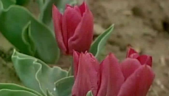 Watch – Srinagar&#039;s famed tulip garden in full glory