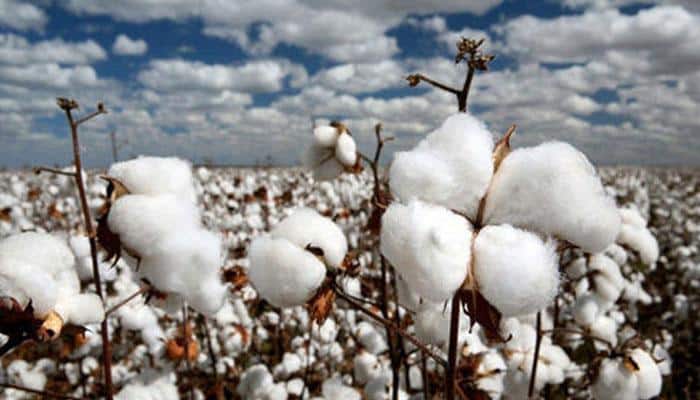 India &#039;not scared&#039; if Monsanto leaves, as GM cotton row escalates