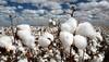 India 'not scared' if Monsanto leaves, as GM cotton row escalates