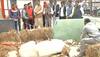BJP MLA Ganesh Joshi, who allegedly broke Shaktimaan's leg, visits injured horse - Watch