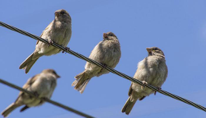 Endangered bird spotted in China