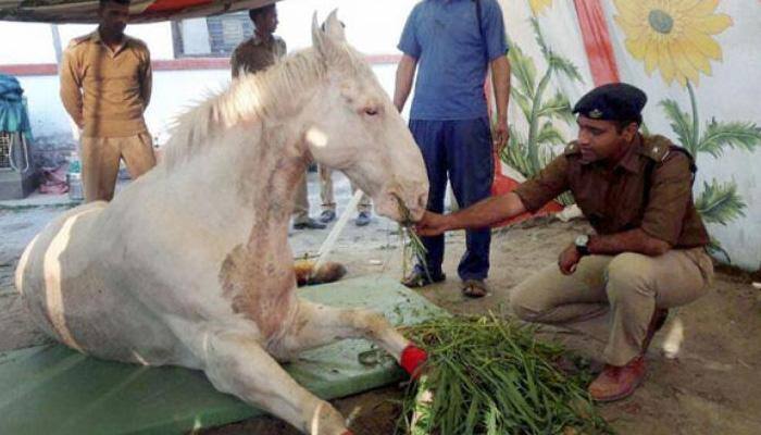 Uttarakhand police horse Shaktiman's leg amputated; BJP worker arrested