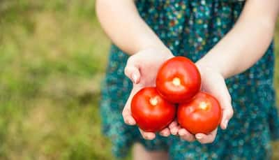 Learn how to grow tomato seedlings with less expense at home – Watch