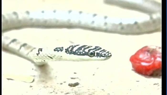 Watch: Rare flying snake spotted in Coimbatore