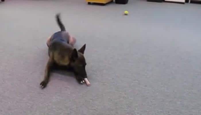 Adorable! This rescued dog will do a happy dance every time he gets a treat - Watch