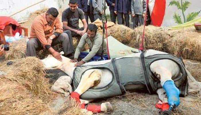 Shaktiman&#039;s woes: Mosquitoes, flies hover around its wound, no vet hospital available