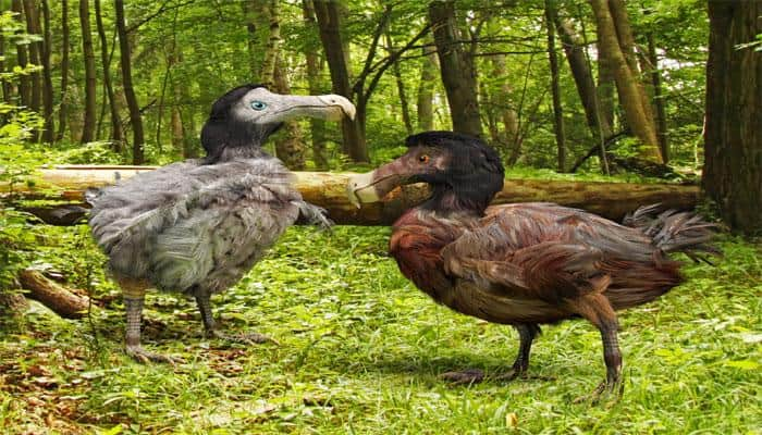 First 3D atlas of the extinct dodo created