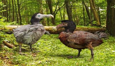 First 3D atlas of the extinct dodo created