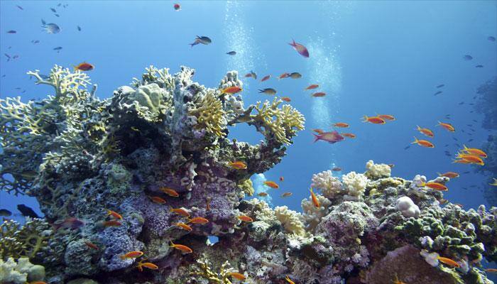 Blowing bubbles through oceans may help protect coral reefs