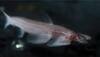 Blind walking fish that offers insight to evolution - Watch!