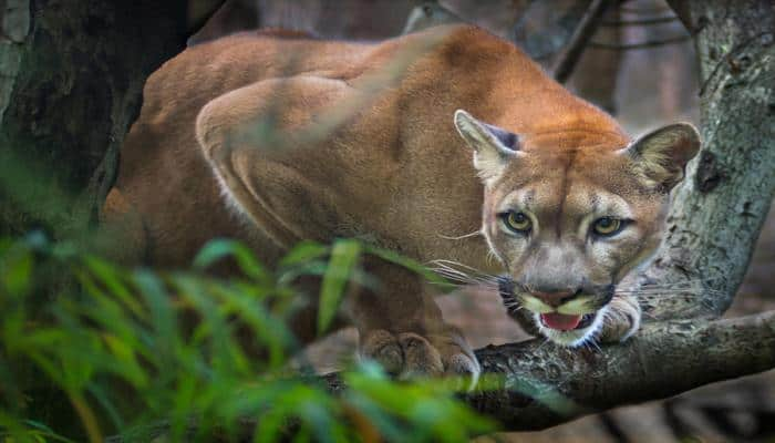 Shocking! This is what two men did when they saw a trapped cougar – Watch video