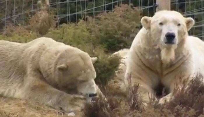 Not kidding, Polar Bear romance in Scottish Highlands - Watch it here!