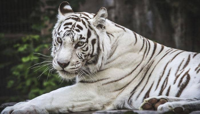 World&#039;s 1st &#039;White Tiger Safari&#039; in MP thrown open for public