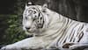 World's 1st 'White Tiger Safari' in MP thrown open for public