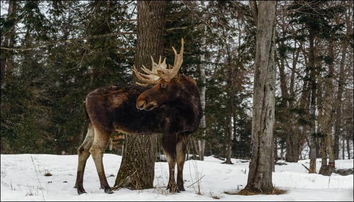 Watch Video This Is What Happened When A Moose Shook Its Head