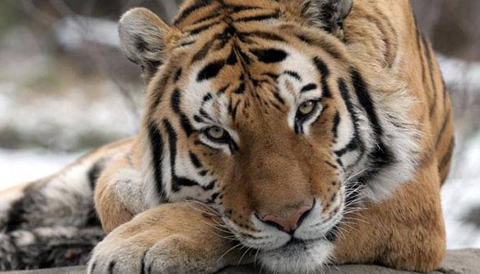 Cambodia wants India-style Project Tiger