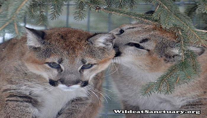  Watch: How these orphaned cougar cubs made their own family!