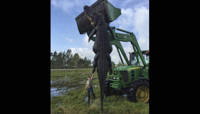 Is this for real? A 'Monster' alligator killed in Florida