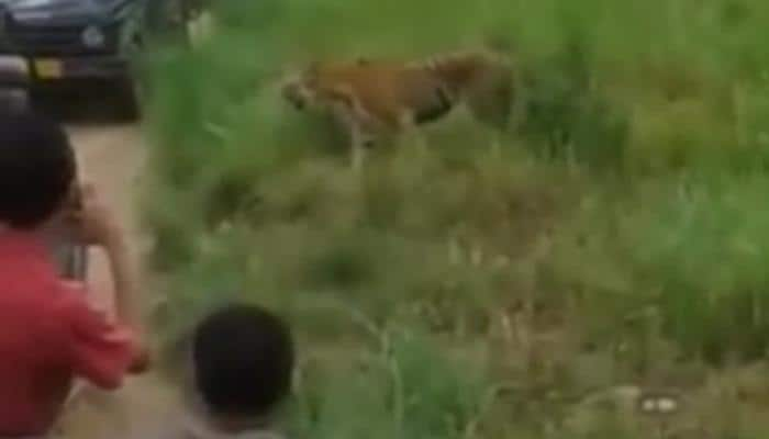 Tourists block tiger&#039;s path in Corbett: Watch video