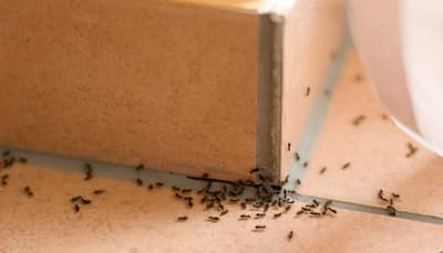How to keep ants at bay without using harmful chemicals? Watch this video