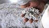 Govt won't allow Monsanto exploit farmers; will continue to regulate cotton prices: Agriculture Minister