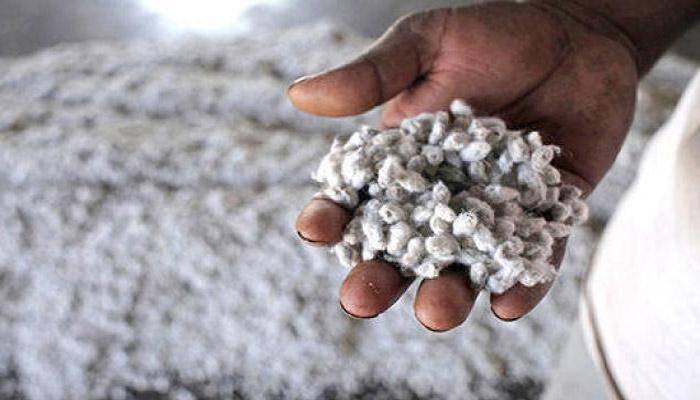 Govt won't allow Monsanto exploit farmers; will continue to regulate cotton prices: Agriculture Minister