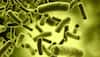 US researchers develop bacteria-powered solar panel
