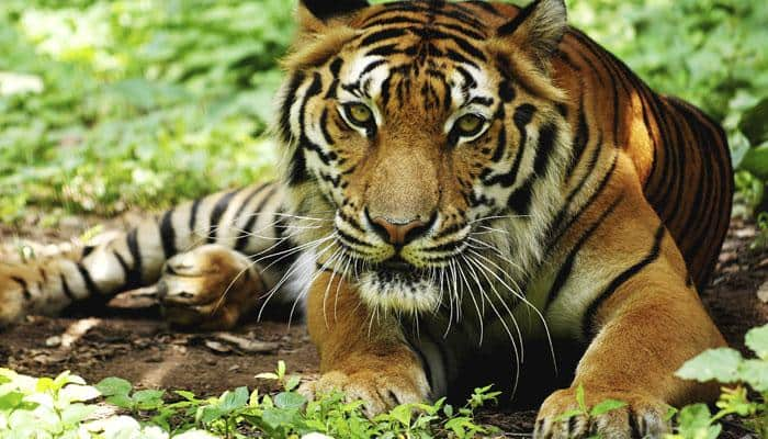 India&#039;s tiger count at nearly 2,500: Javadekar