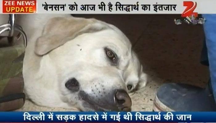 Delhi hit-and-run case: Siddharth Sharma's 'best friend' Benson still waits for him; gives up eating, goes quiet - WATCH