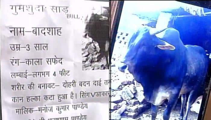 In Uttar Pradesh, a villager offers Rs 50,000 reward for tracing missing bull