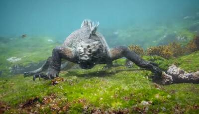 See it to believe it: Real Godzilla filmed near Galpagos Islands! Watch