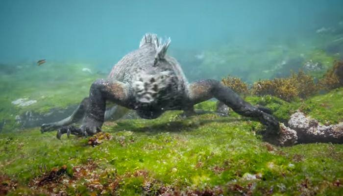 See it to believe it: Real Godzilla filmed near Galpagos Islands! Watch