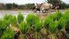 Good monsoon to help agriculture GDP grow by 7-8% in FY17: SBI