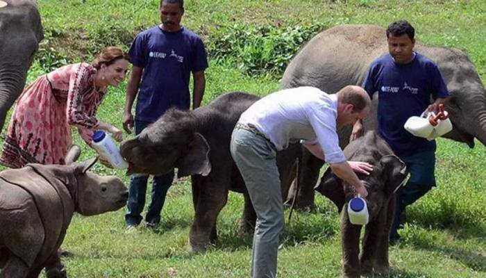 Poachers kill rhino soon after William-Kate's visit to Kaziranga
